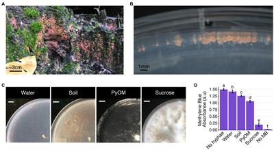 Pyrolyzed Substrates Induce Aromatic Compound Metabolism in the Post-fire Fungus, Pyronema domesticum